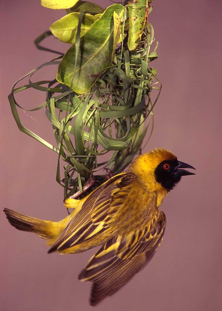 Kenya Masked weaver bird building a nest